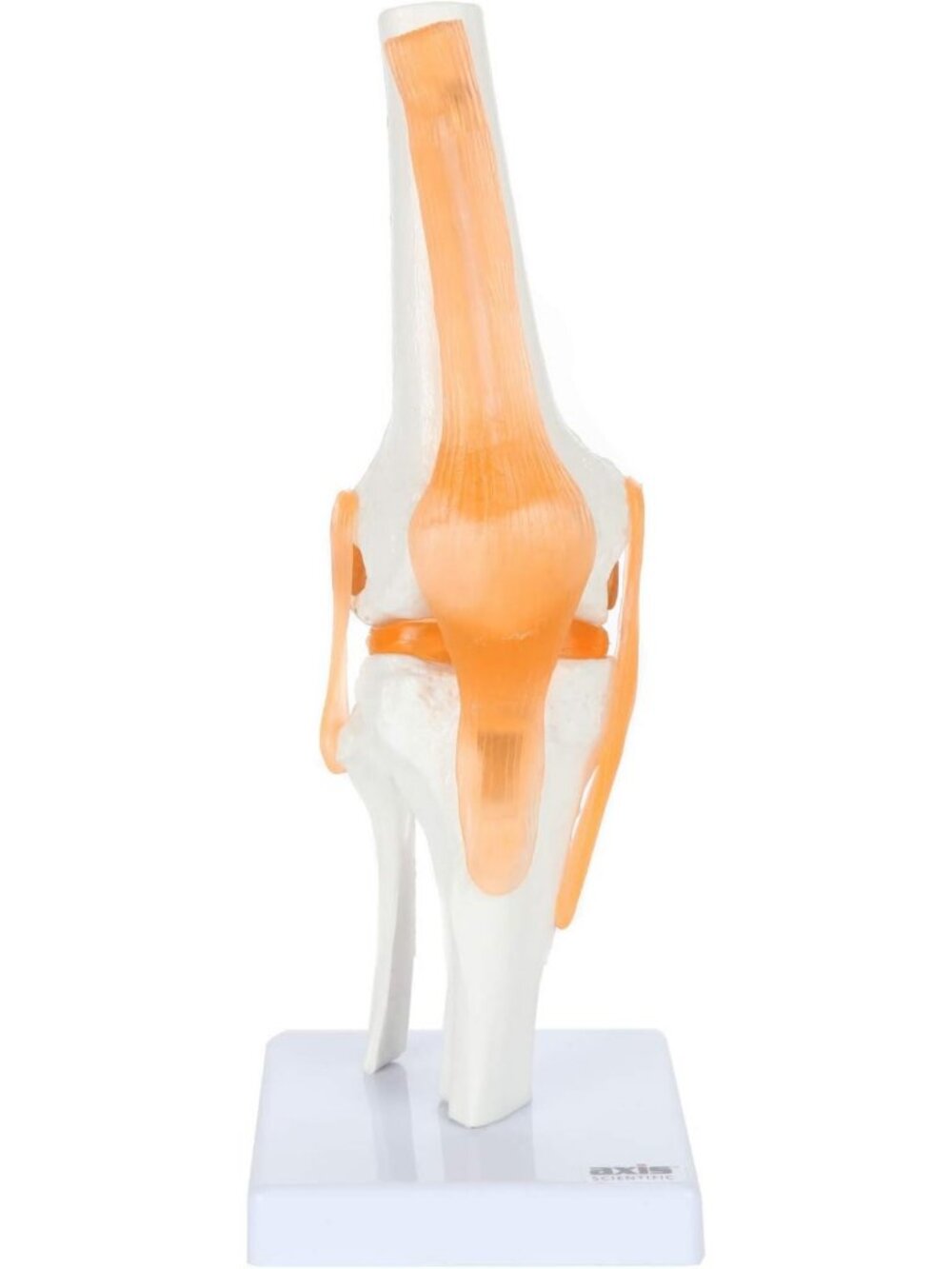 Realistic Life-Size Knee Model with Detailed Ligaments & Muscles for Anatomy